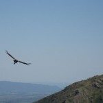Condor en pleno vuelo